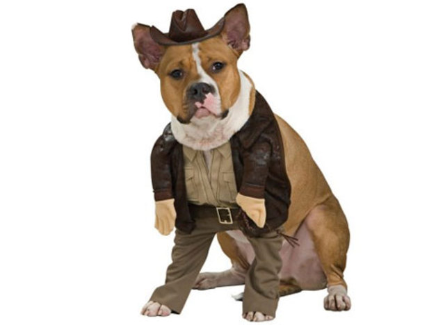 Disfraces de Halloween (PET COMPANY BOUTIQUE)