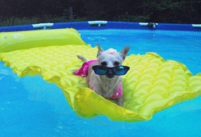 Campamento de Verano en PET COMPANY