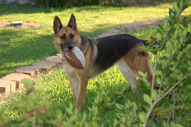 Yo adoptivé mi perro, Nala en 6 de julio dos mil y doce.