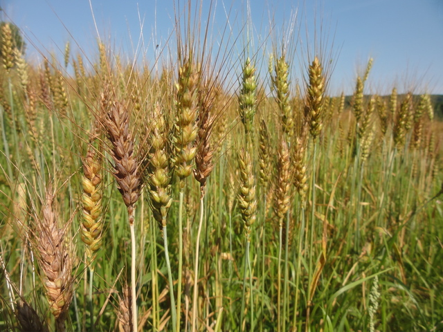 Win the war with wheat