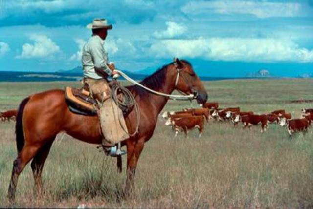 American Settlers Drove out Mexicans