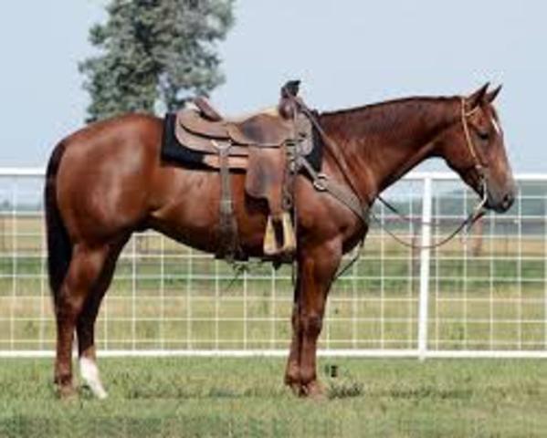 Yo comprí un caballo