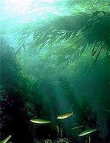 Appearance of Kelp forests and grasslands
