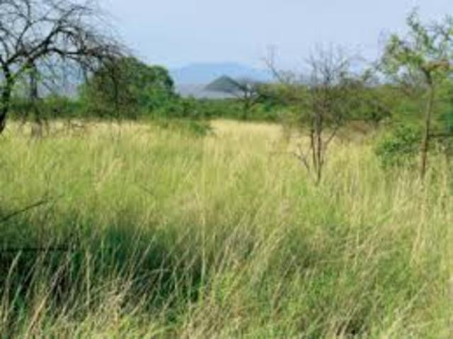 First Appearance of Grasslands