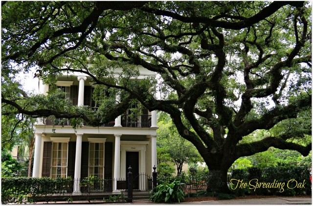 Vampires, Witches, and Babys?!