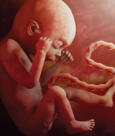 The second trimester starts