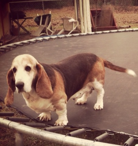 compre mi primer perro