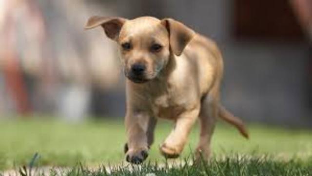 Me compraron un perro