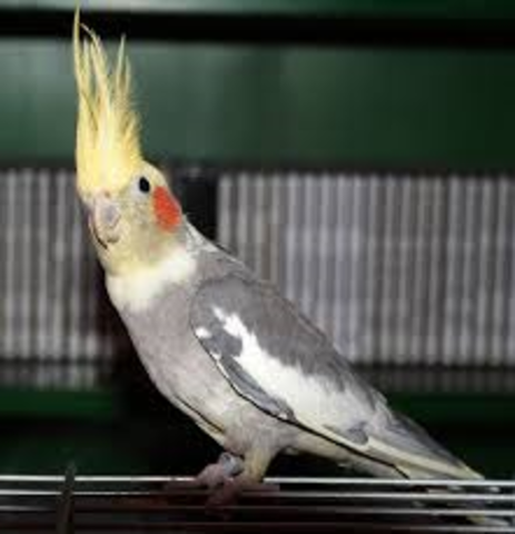 J'ai mon premier oiseau