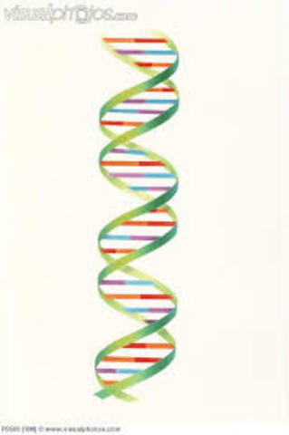 double helix DNA