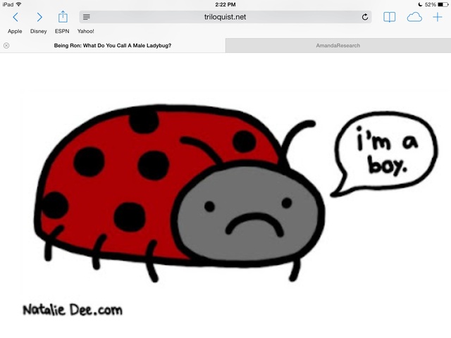 boy ladybug