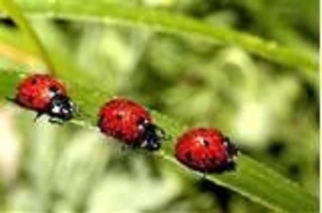 three ladybugs