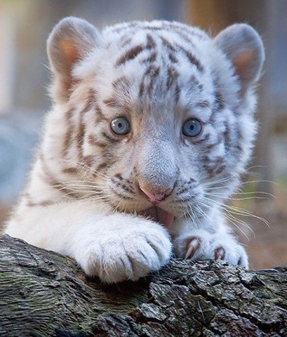 cute baby tiger