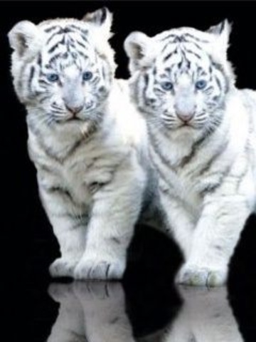 two baby white tigers