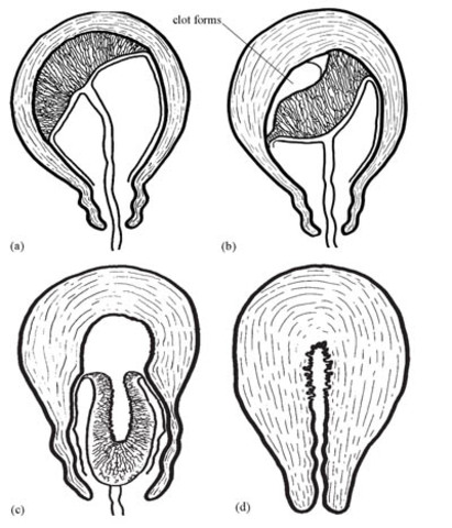 4. The Placental Stage