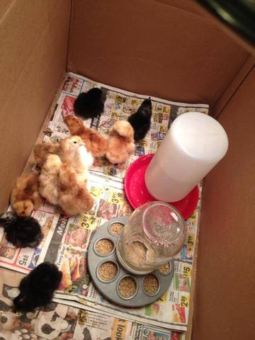 Hatching Chicks