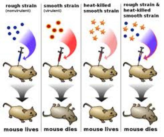 Griffith's experiment