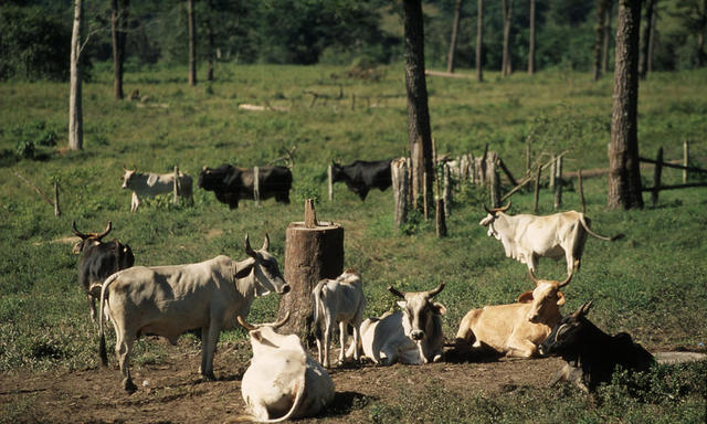 Cattle-Ranching