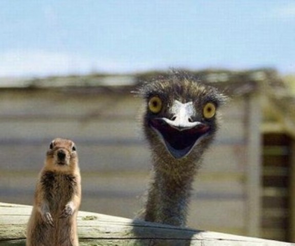 Trouver une autruche