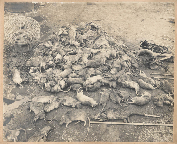 ‘A heap of Rats’ from Views taken during Cleansing Operations, Quarantine Area, Sydney, 1900, Vol. V / under the supervision of Mr George McCredie, F.I.A., N.S.W, Courtesy State Library of New South Wales