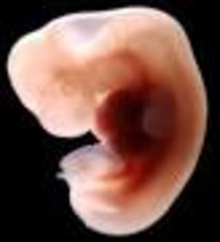 The First Embryo Stage