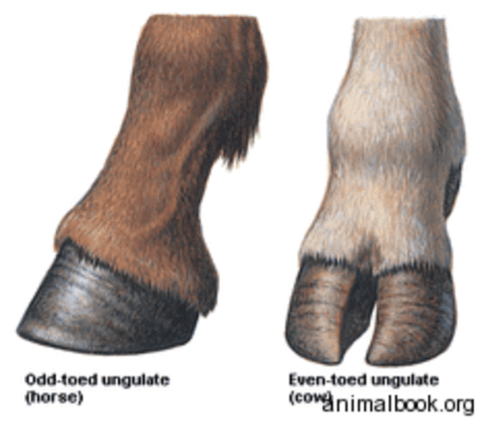 The growing in size of unugulates