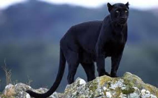Black Panthers
