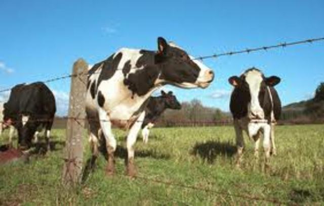 Expansión por Europa de "Las vacas locas"