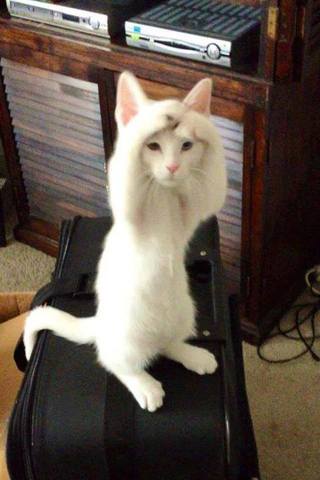 Have/adopt another baby