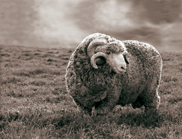 1797- Merino Sheep Imported