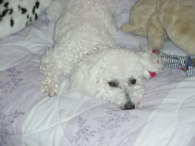 Conseguimos nuestro perro primero