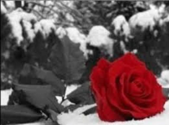 “El rastro de tu sangre en la nieve”