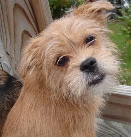 Yo adopté mi perro en dieciséis de mayo en dos mil nueve.