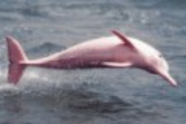 y continua la historia del amazonas