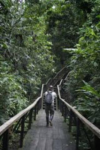 SALVANDO AL AMAZONAS