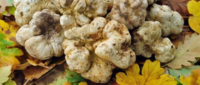 feria de la trufa blanca