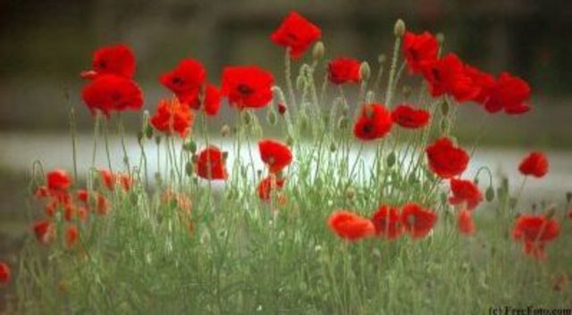 Canada's Peace Keeping Efforts