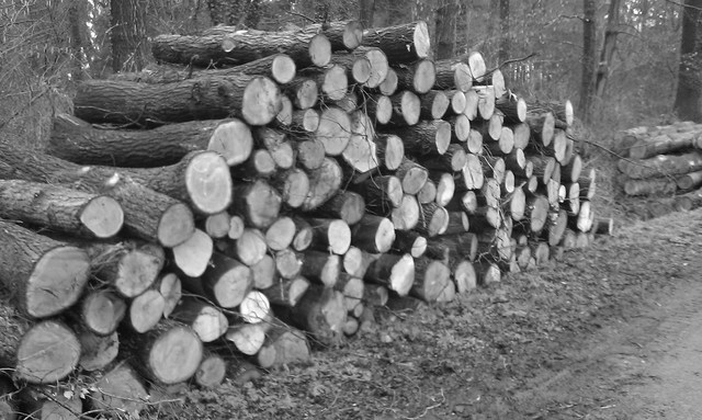 "Del árbol caído todos hacen leña"