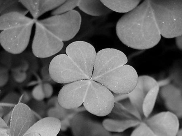 "La suerte de la fea la bonita la desea"