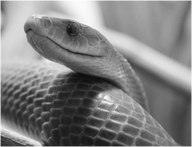 "La envidia es como la serpiente, al que le abriga la muerde"