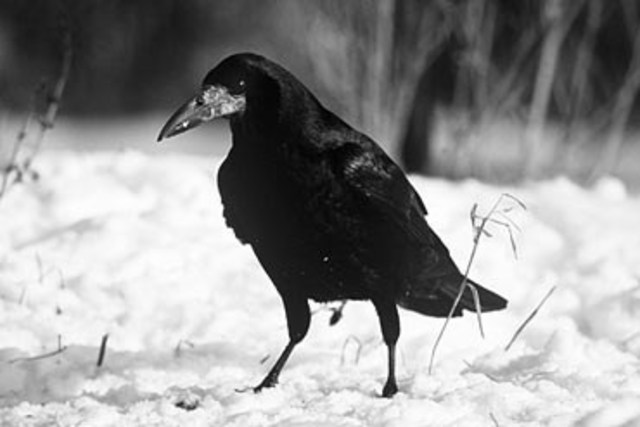 "Cuando el grajo vuela abajo hace un ruido del carajo"