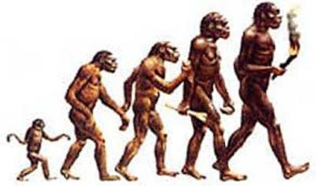 Etapas de la evolucion del hombre / Monos - Primates