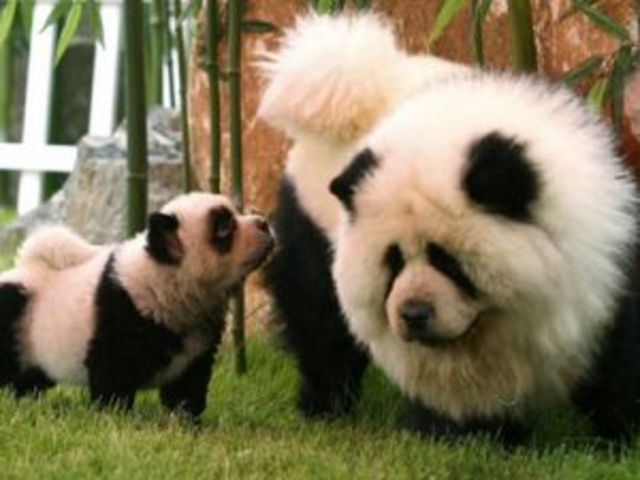 Chinese panda dog?