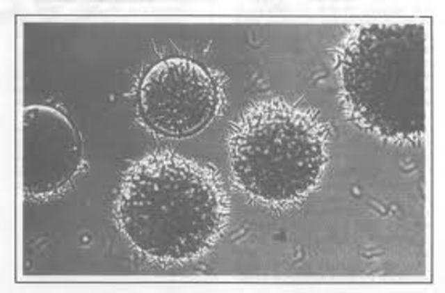 Parasites grown in culture for the first time