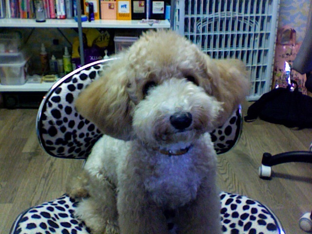 The day when i got my first puppy "Latte"