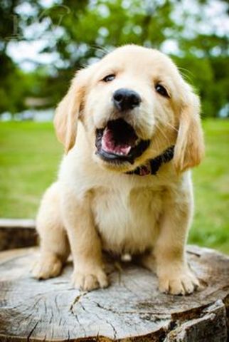 consiguió dos nuevos cachorros