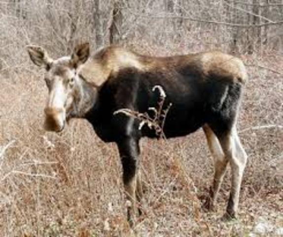 Shoots and kills his first big animal. He killed a moose.