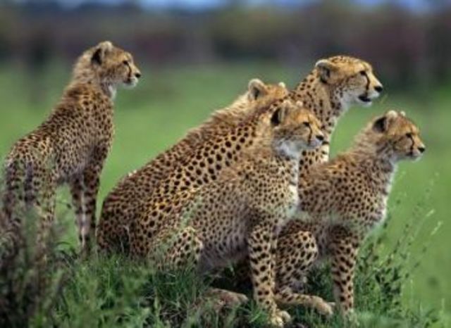 Convención para la preservación de la vida salvaje en África.