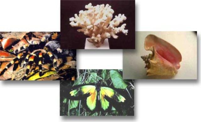 Londres (Gran Bretaña). Convenio Internacional para la protección de la flora y fauna en su estado natural.