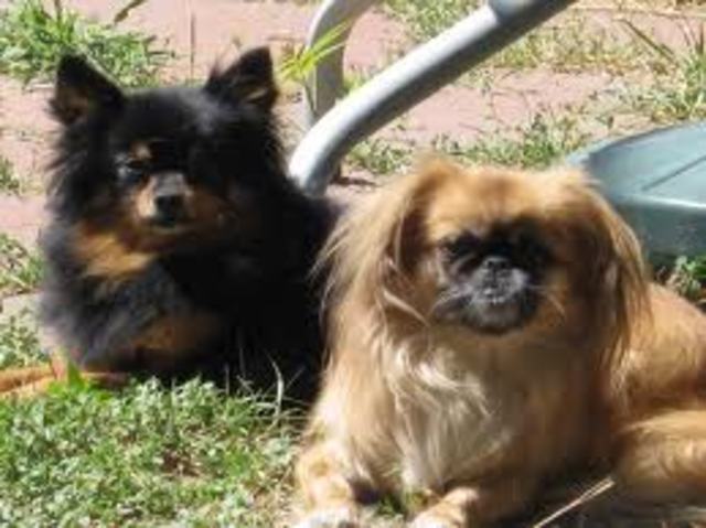 yo ontenido dos nuevo perros